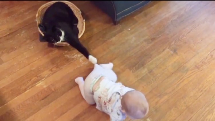 Kedinin bebek ile oyunu izleyenleri gülümsetiyor