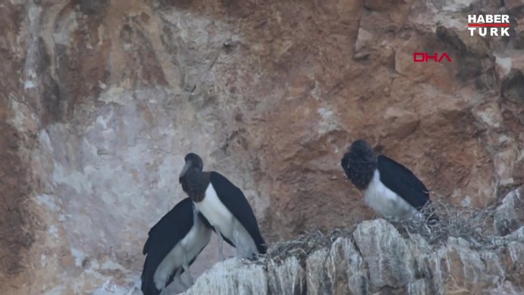 Kara leylekler, 25 yıl sonra Salda Gölü'nde
