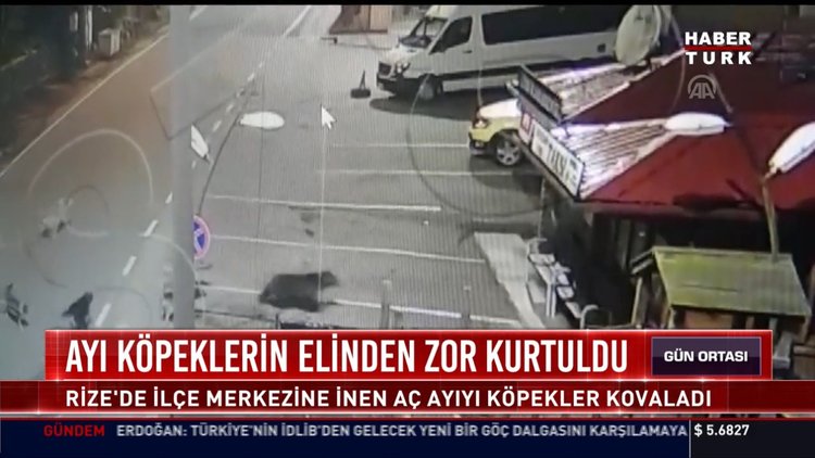 Ayı köpeklerin elinden zor kurtuldu