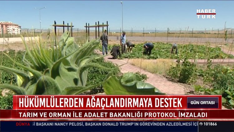 Hükümlülerden ağaçlandırmaya destek