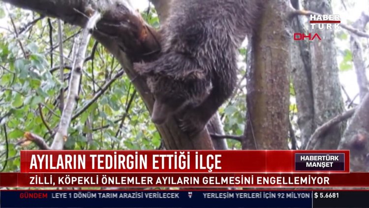 Çamlıhemşin'de ayı tedirginliği