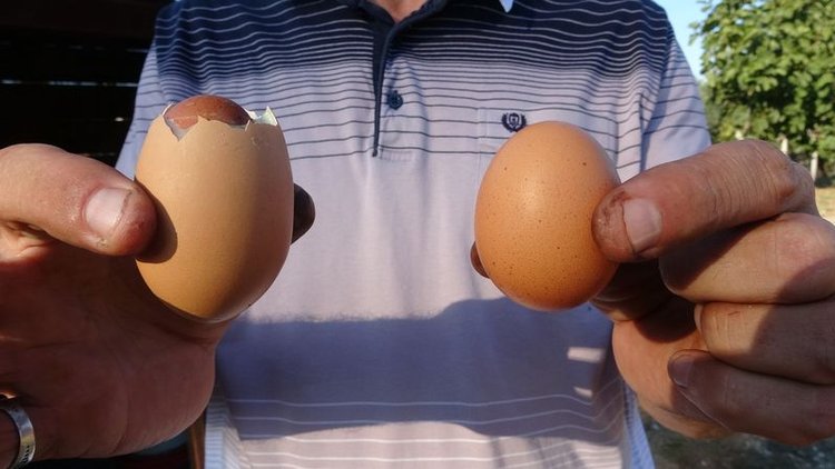 Yumurtanın içinden yumurta çıktı