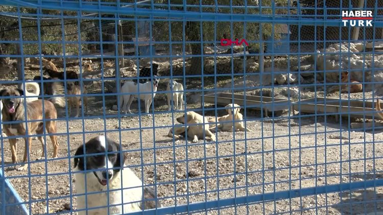 Her yıl onlarca sahipli köpek yazlıkçılar tarafından sokağa bırakılıyor