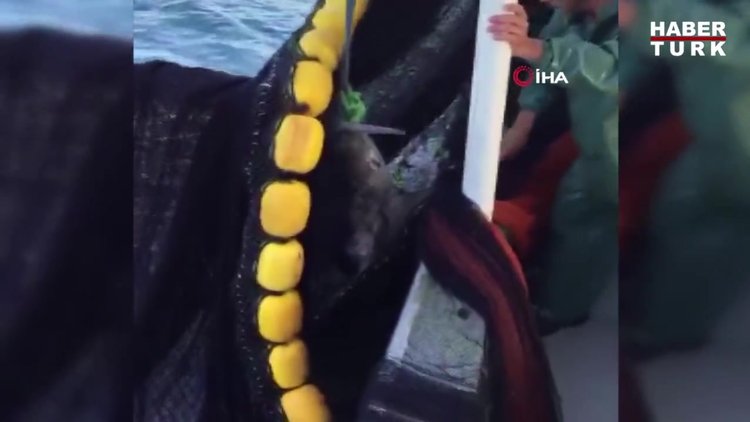 Köpek balığına tekmeli dayağa ceza