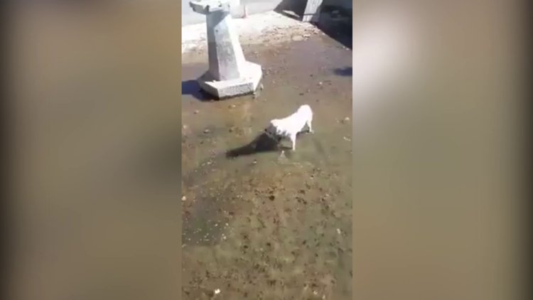 Elazığ'da güldüren köpek kurtarma operasyonu