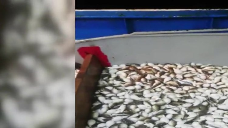 Yüzlerce balon balığı ağa takıldı