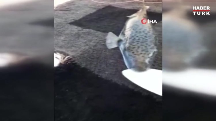Teneke kutu yiyen Balon balığı balıkçıları şok etti!
