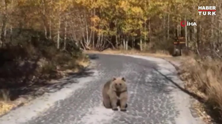 Nemrut ziyaretçilerini boz ayılarla karşılıyor