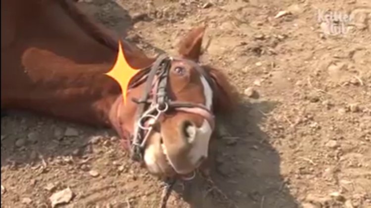 Ölü taklidi yapan at Oscar'ı hak ediyor
