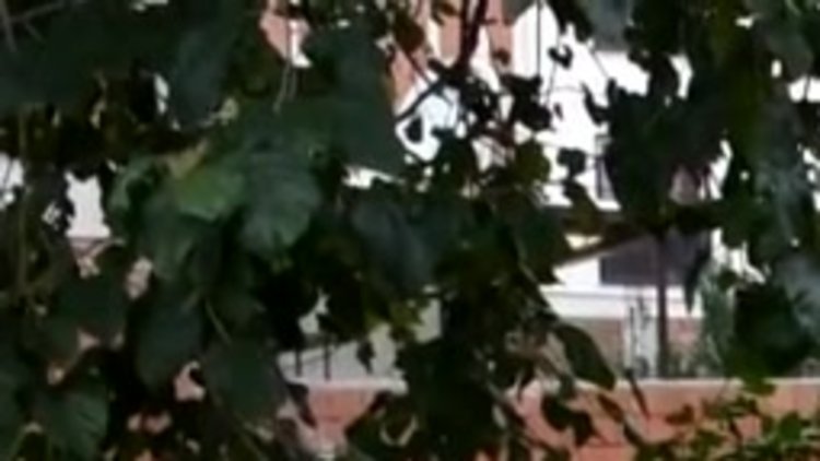 Manisada bebek cesedi bulundu