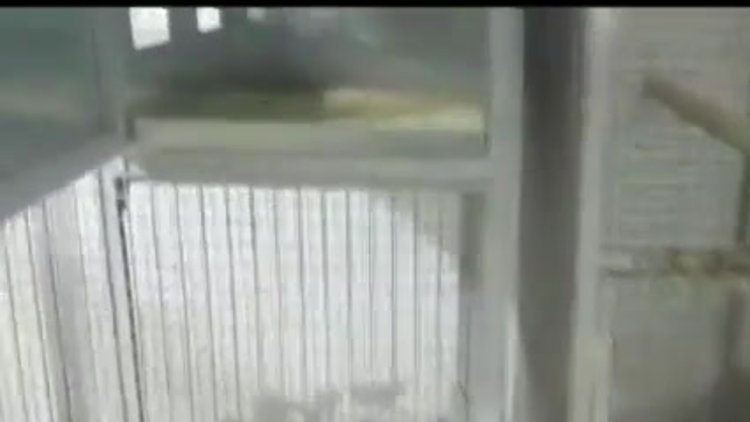 İstanbul'da 'Papağan' operasyonu