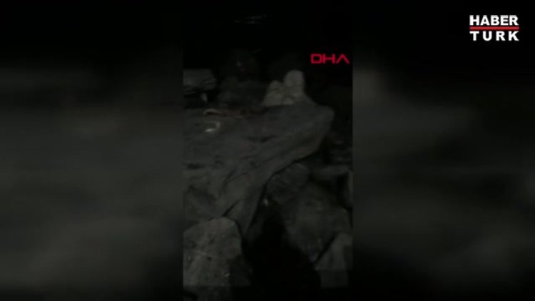 Su samurları Yenikapı ve Zeytinburnu sahillerinde görüntülendi