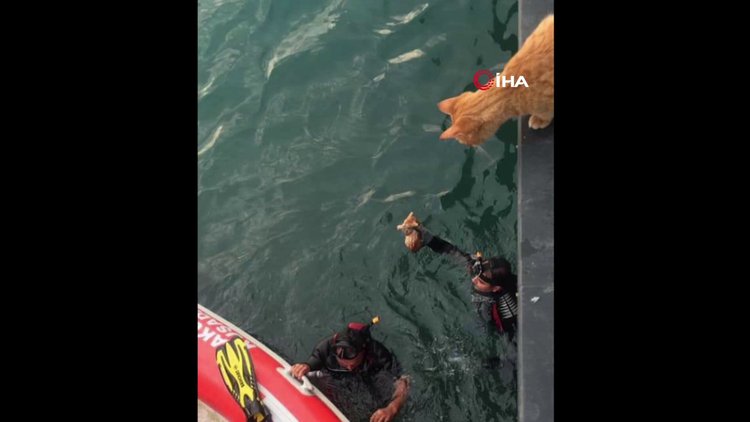 Denize düşen yavrusunu kurtarılıncaya kadar biran olsun ayrılmadı