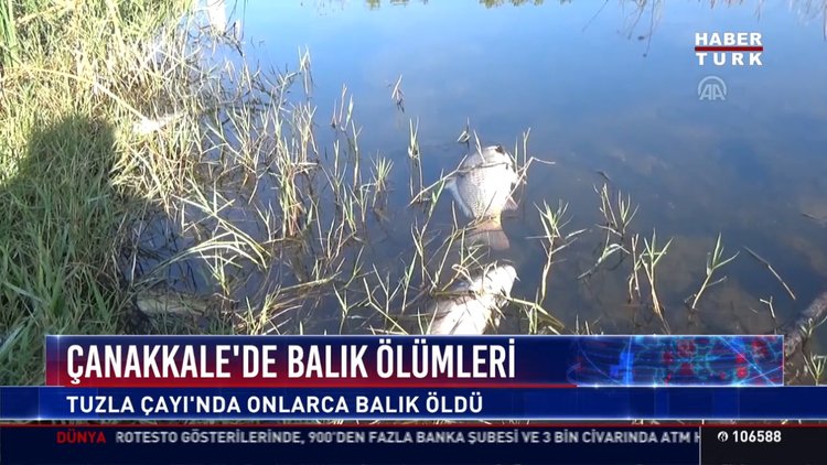 Çanakkale'de balık ölümleri