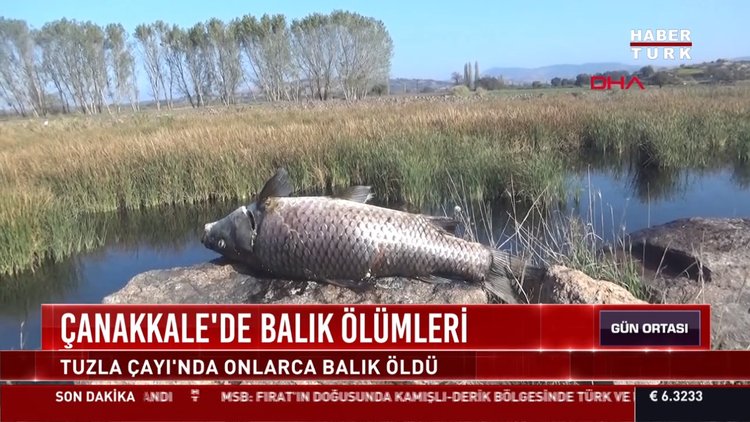 Çanakkale'de balık ölümleri