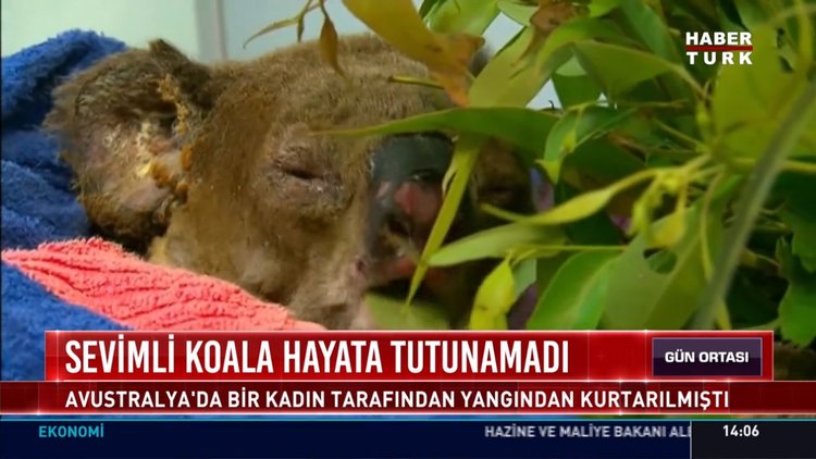 Sevimli koala hayata tutunamadı