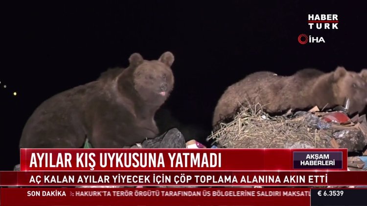 Ayılar kış uykusuna yatmadı