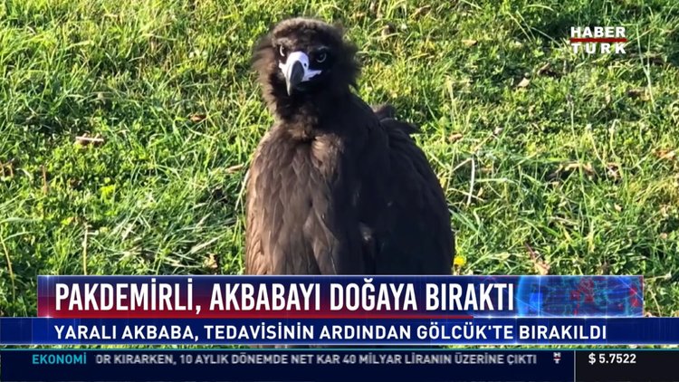 Pakdemirli, akbabayı doğaya bıraktı