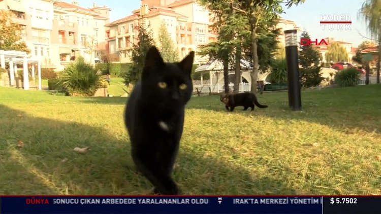 Site sakinleri kedi evi yapmıştı