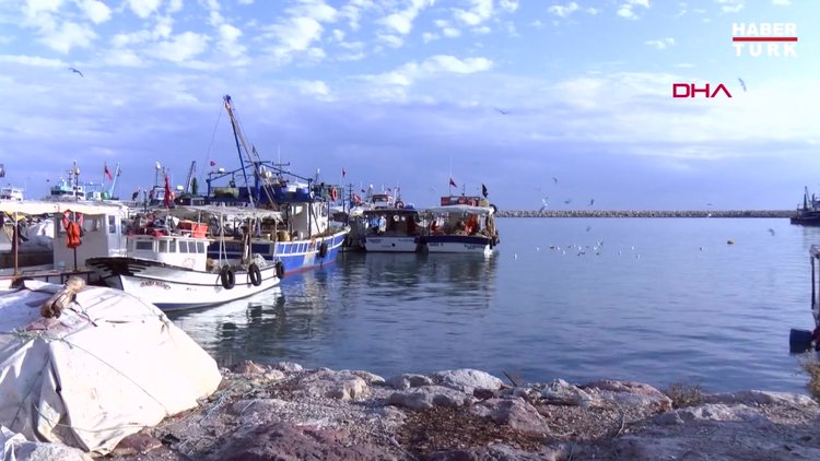 Balon balıkları Kızıldeniz'e kaçtı