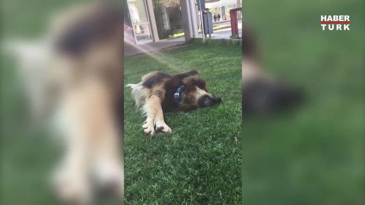 Aslan ve Zilli acımasızca katledildi