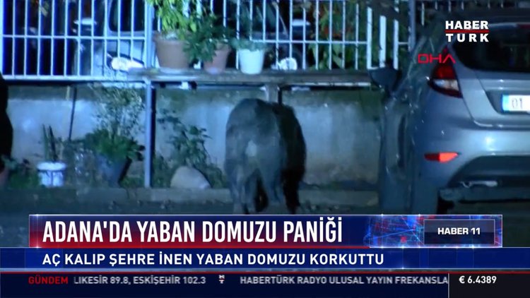 Adana'da yaban domuzu paniği