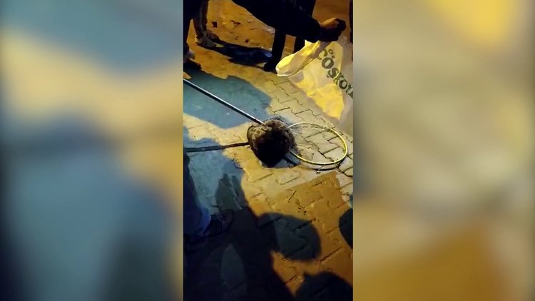 Su samuru şehre indi