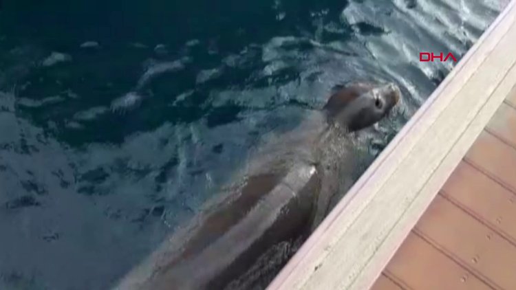 Akdeniz foku Kaş'ta görüldü