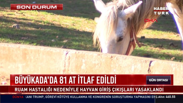 Büyükada'da korkutan karantina! 81 at itlaf edildi