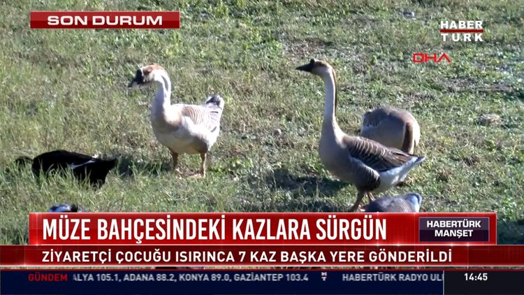 Müze bahçesindeki kazlara sürgün