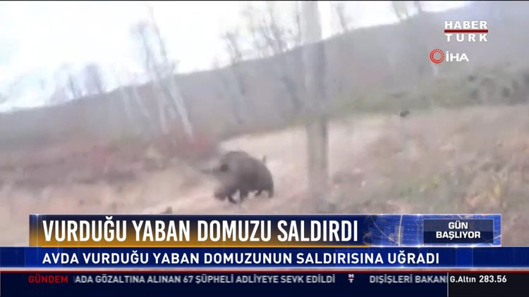 Vurduğu yaban domuzu saldırdı