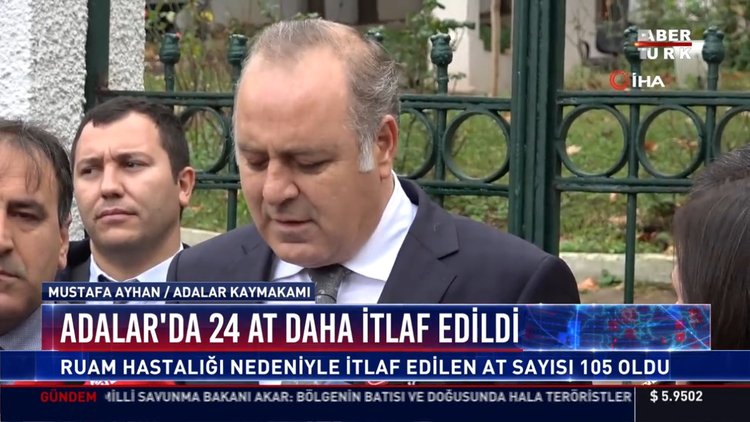 Adalar'da 24 at daha itlaf edildi
