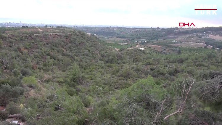 Ormanlık alana dikilen 1600 limon ağacı söküldü