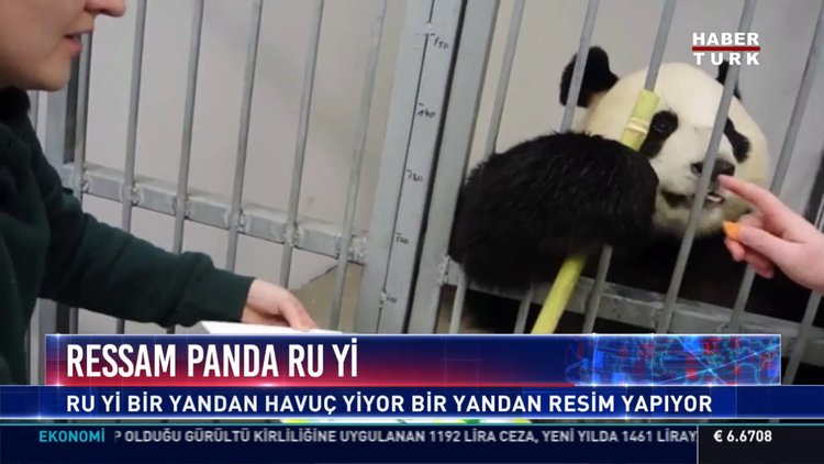 Ressam panda Ru Yi