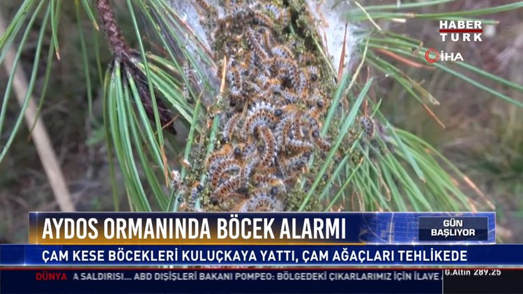 Aydos Ormanında böcek alarmı