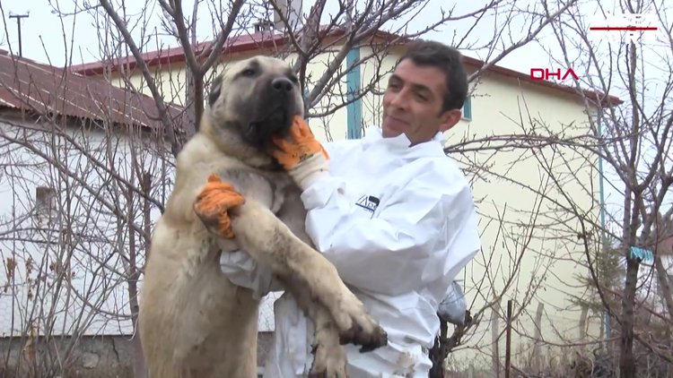 Sahibi, 'Herkül' isimli Kangal köpeğine paha biçemiyor