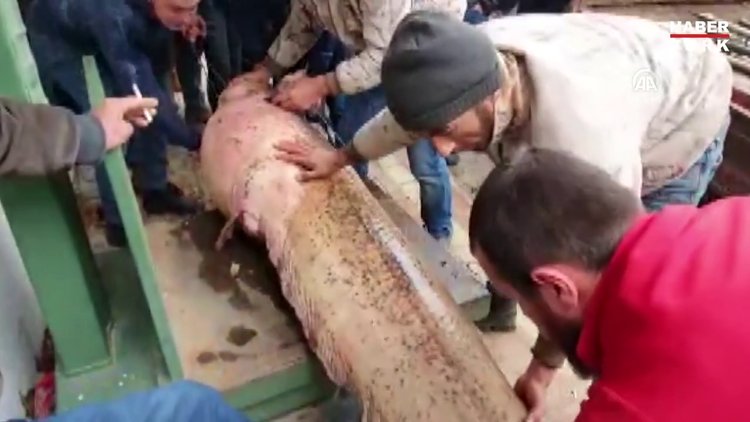 İznik Gölü'nde balıkçıların ağına 100 kilogramlık yayın balığı takıldı