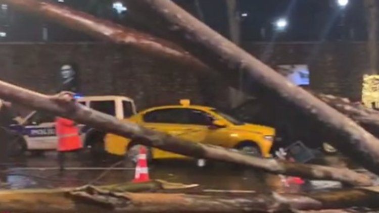Çırağan Sarayı girişinde ağaç devrildi