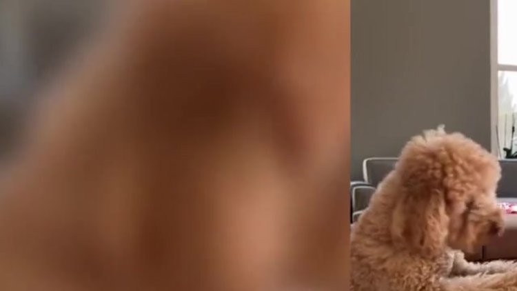 Herkül ve Lina'nın oyuncak kavgası