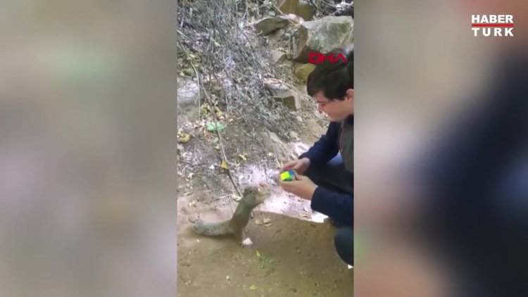 Sincabın 'rubik küp' merakı