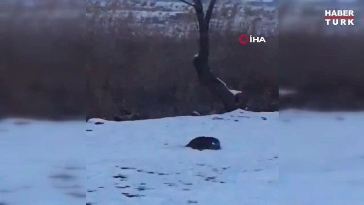 Su samurlarının kavgası kameraya yansıdı