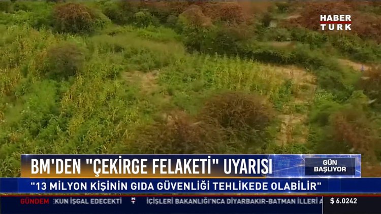 Doğu Afrika'da çekirge uyarısı