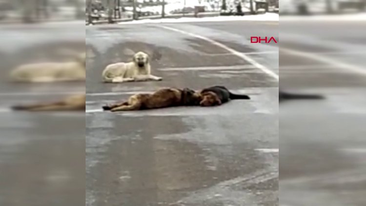 Otomobilin çarpıp telef ettiği köpeğin başından ayrılmadılar