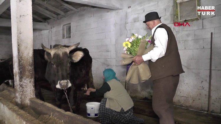Eşinin Sevgililer Günü'nü ahırda inek sağarken kutladı