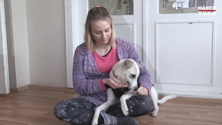 Sokak köpeği 'Pamuk'un hayatı 'Heidi' ile değişti