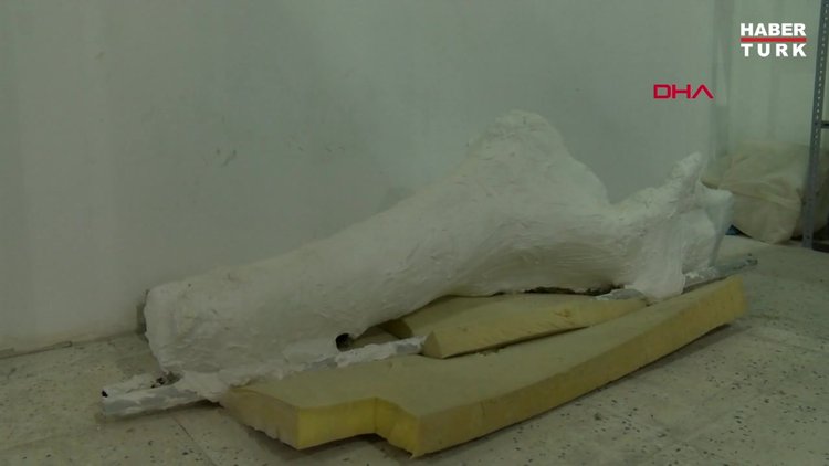 Veterinerin bulduğu 7,5 milyon yıllık fosil, file ait çıktı