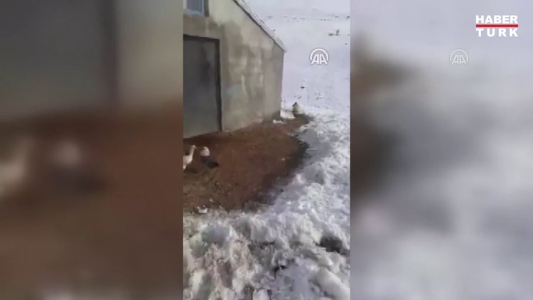 Tilki inat etti, çiftçi güldürdü