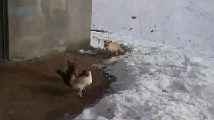 Tilki inat etti, çiftçi güldürdü