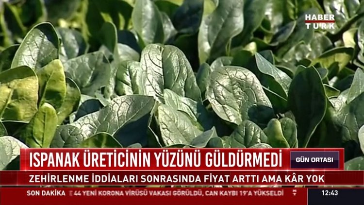 Ispanak üreticinin yüzünü güldürmedi