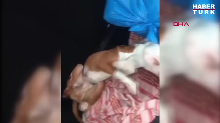 Hayvanseverler tepki gösterdi... O veteriner konuştu